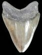 Glossy, Serrated, Megalodon Tooth - Georgia #45940-2